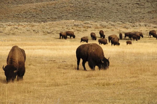 集团的水牛在黄石国家公园 — 图库照片