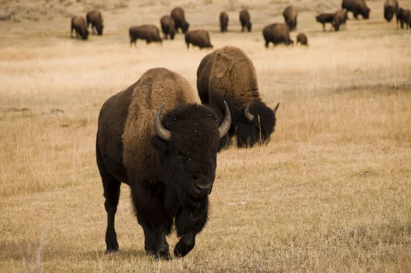 Gruppo di Buffalo nel Parco Nazionale di Yellowstone — Foto Stock