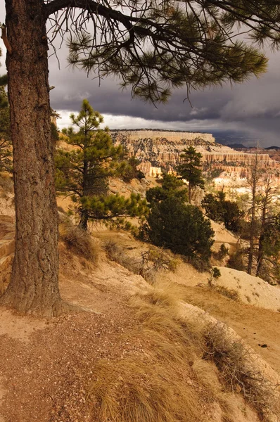 Bryce Canyon, Utah — Stockfoto