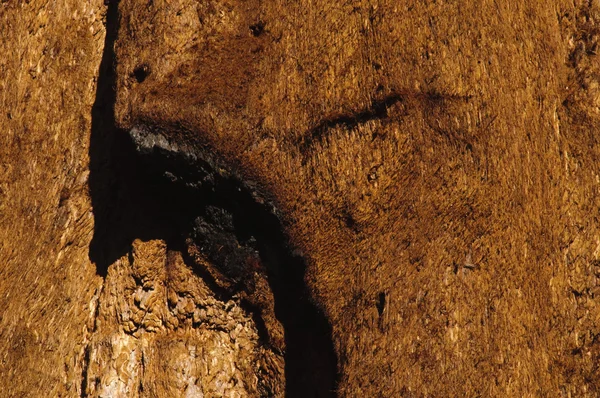 Close-up van sequoia schors in Californië — Stockfoto