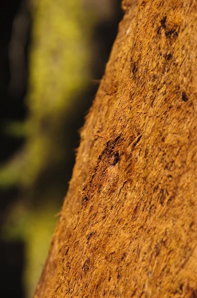 Close-up van sequoia schors in Californië — Stockfoto