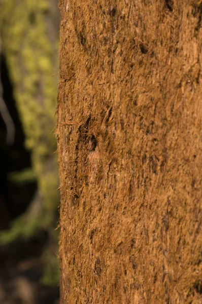 stock image Closeup of sequoia bark in California