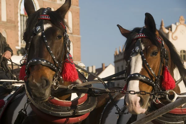 Hästar på stora torget i krakow Polen — Stockfoto