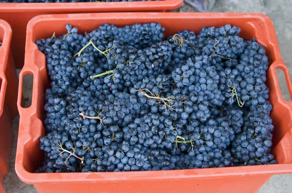 Una cesta de uvas — Foto de Stock