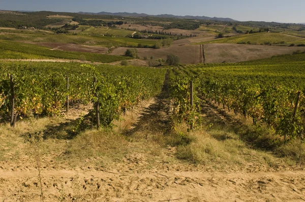 Un vignoble dans le Chianti Toscane, Italie — Photo