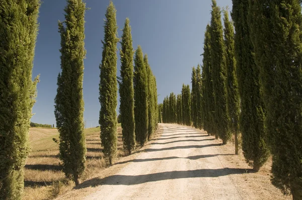 Un camino rural en Toscana, Italia — Foto de Stock