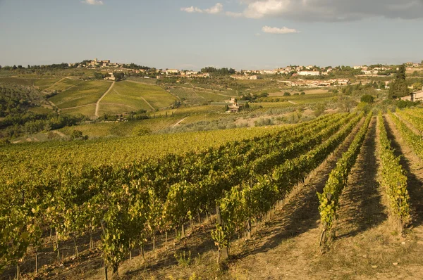 Een wijngaard in chianti Toscane, Italië — Stockfoto
