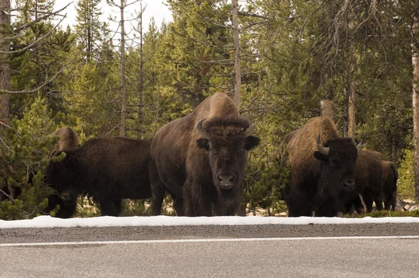 Buffalo en el Parque Nacional de Yellowstone, Wyoming Fotos de stock libres de derechos