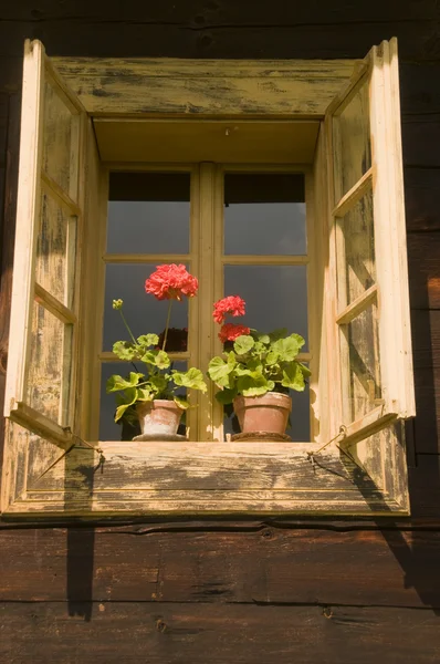 Pencerede çiçek - Stok İmaj