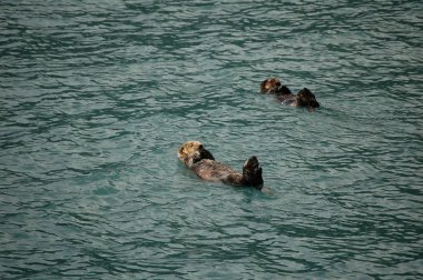 Otter in the ocean clipart