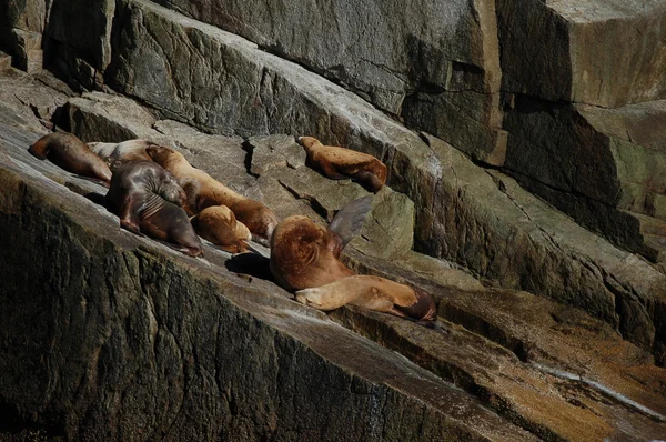 Deniz Aslanları — Stok fotoğraf