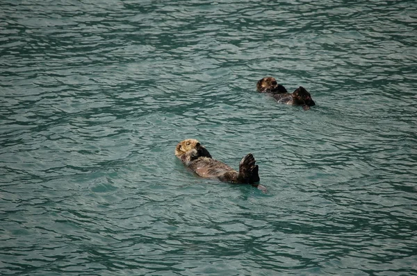 Otter en el océano — Foto de Stock