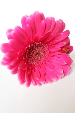 pembe gerbera