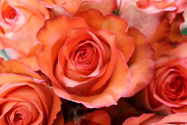 Όμορφα τριαντάφυλλα Royalty Free Εικόνες Αρχείου