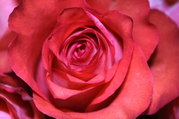 Bela rosa Imagem De Stock