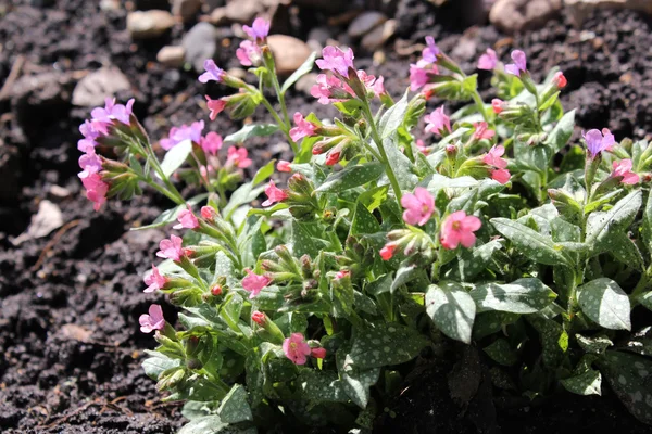 stock image Flowers