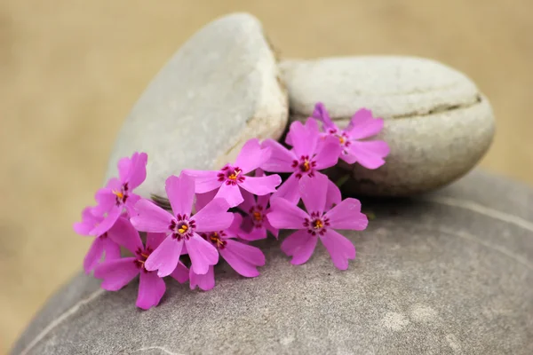 Stones and flowers — Stock Photo, Image