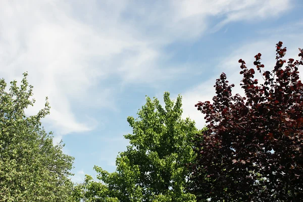 stock image Trees against the sky