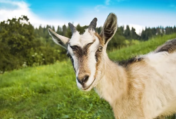 Gülümseyen keçi — Stok fotoğraf