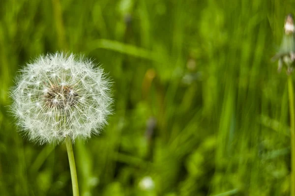 stock image Dandelion