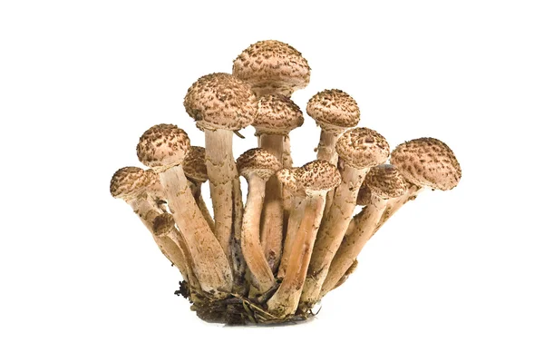 Canım agaric