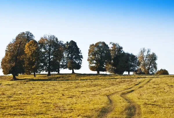 Yol ve ağaç — Stok fotoğraf