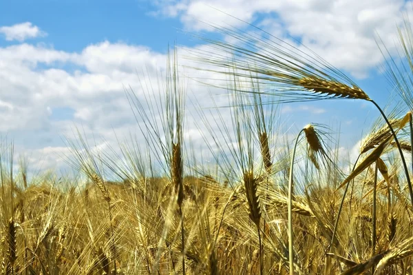 ライ麦と空 — ストック写真