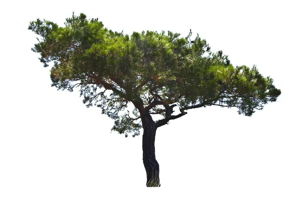 Beyaz ağacı — Stok fotoğraf