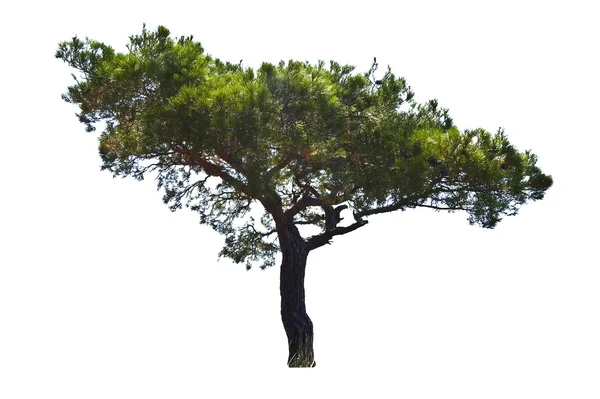 Baum auf weißem Grund — Stockfoto