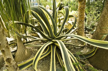 Agave fotoğraf