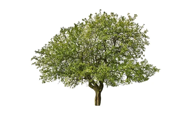 Tree on wite — Stock Photo, Image