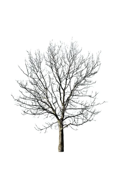 白のツリー — ストック写真