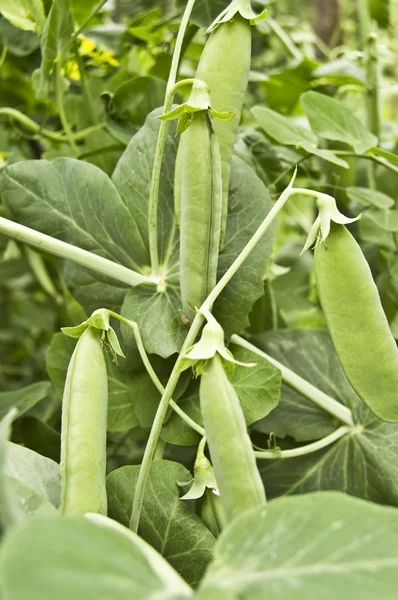 Stock image Green peas