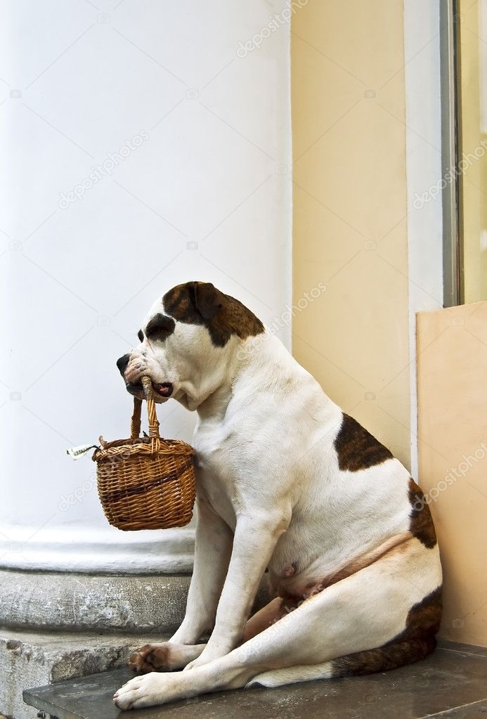 Dog beggar