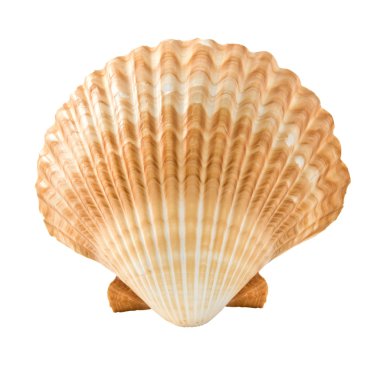 Seashell clipart