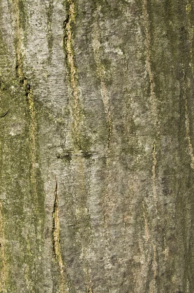 stock image Wood bark