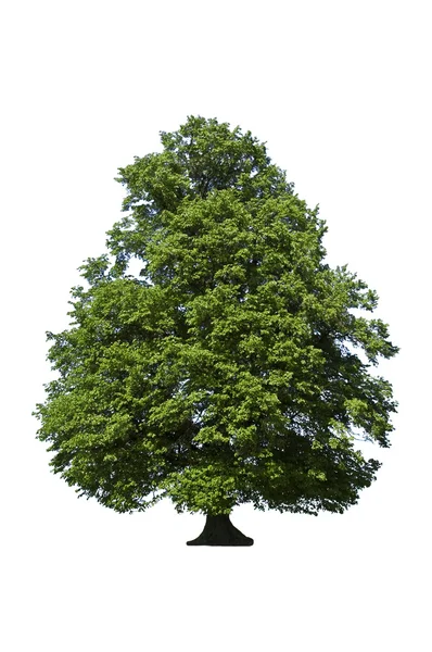 Oak tree — Stock Photo, Image