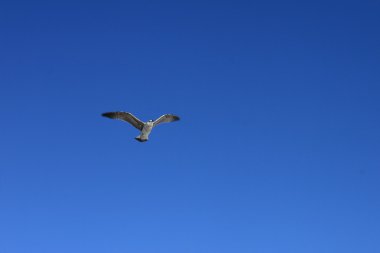 martıların uçuşunu