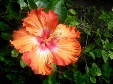 Orange hibiscus clipart