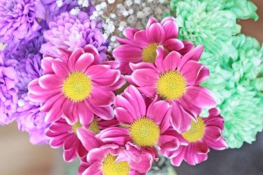 Chrysanthemums clipart