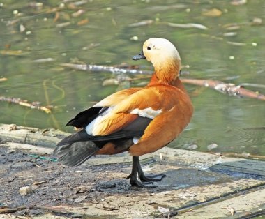 Geriye dönüp baktığımda orange ördek