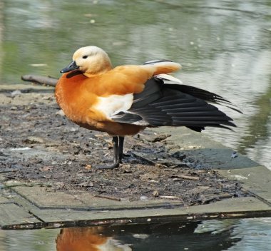 Orange ördek ayakta