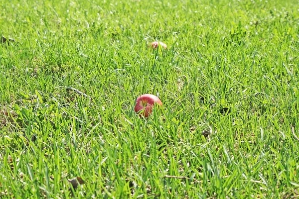 Grass and apples — Stock Photo, Image