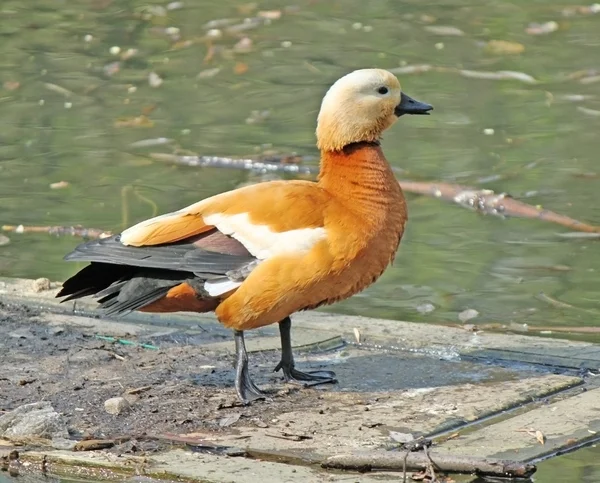 Orangene Ente quakt auf dem Pool — Stockfoto