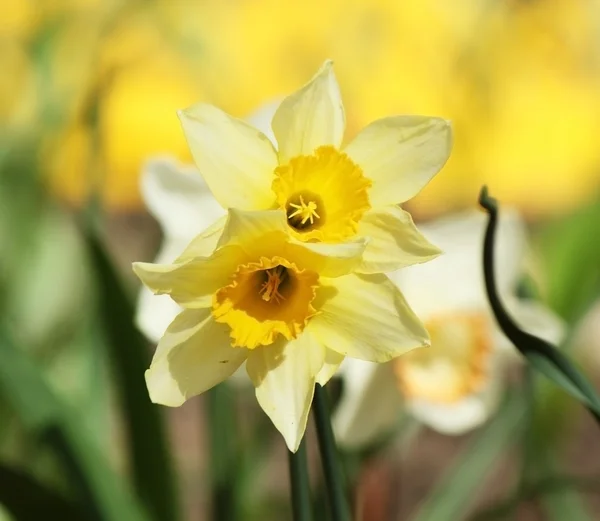 Narcissus i blomma-sängen — Stockfoto