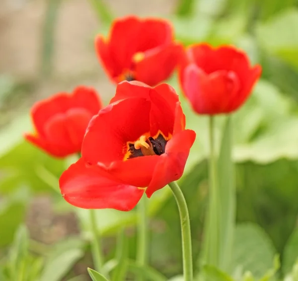 Röda vackra tulpaner fält på våren — Stockfoto