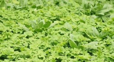 bir yüzey güneş ışığı altında yeşil çimen