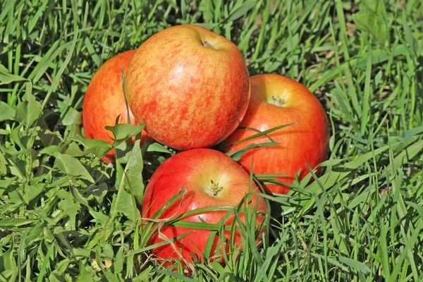 Four red apple pyramid in the grass — Stock Photo, Image