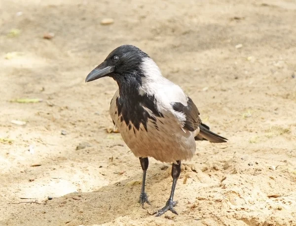 Portrait of the crow on the sand — Stock Photo, Image
