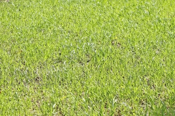 A field of green grass under sunshine — Stock Photo, Image
